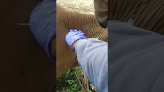 Vitamin injection cows #animalshorts #farmanimalct #animals