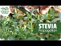 How to grow stevia plant cuttings propagation