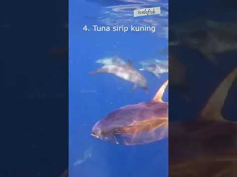 Video: Ikan manakah yang makan tuna sirip biru?