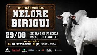 LOTE 45 NBIC1561