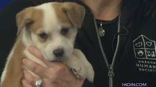 Second Chance Pets: Jey