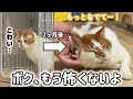 家も人も怖がっていた元野猫の小さな勇気の記録【2ヶ月間の成長】