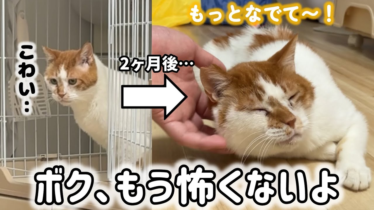 家も人も怖がっていた元野猫の小さな勇気の記録【2ヶ月間の成長】