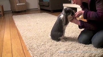 How to teach your rabbit a High Five UK