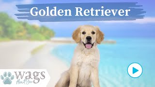 Golden Retriever Breed Highlights