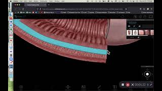 BIOL 314 Lab Exercise 38 Layers of Alimentary Canal