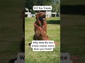 Eco-Friendly Pet Care Tips | Sustainable Dog Hacks-Eco Tips for Dog Owners | GoEcoPaw Hacks