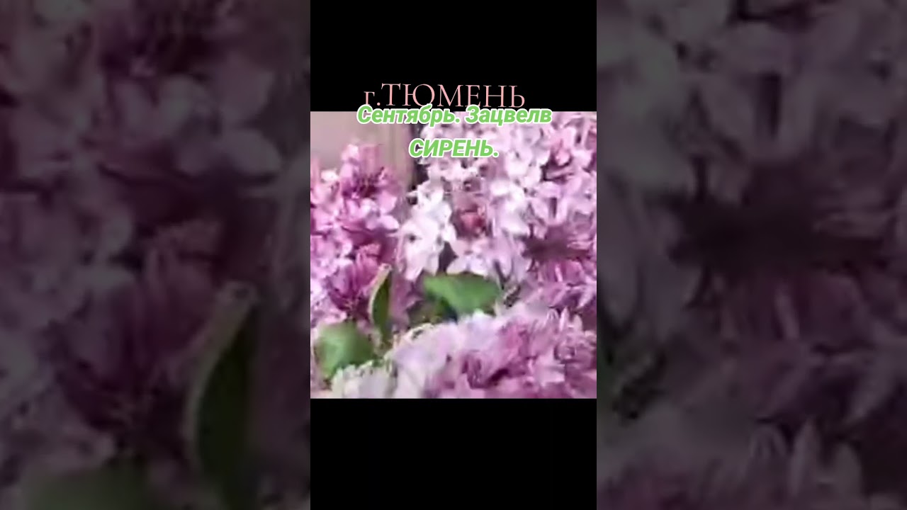 ТЮМЕНЬ. В СЕНТЯБРЕ ЗАЦВЕЛА СИРЕНЬ #shorts #tiktok #short #viral #shortvideo #viralvideo #video