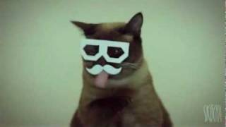 Very cheerful dubstep cat funny videos 2012