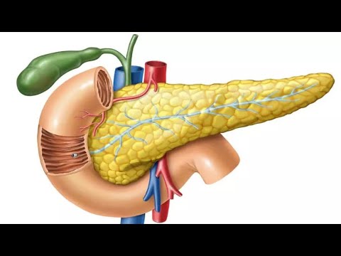 البنكرياس معلومات هامة جدا ستنقذ حياتك وحياة الكثير من الناس والقليل من يتحدث عنها فيديو مختصر