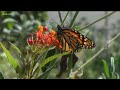 Monarch Butterfly population declining