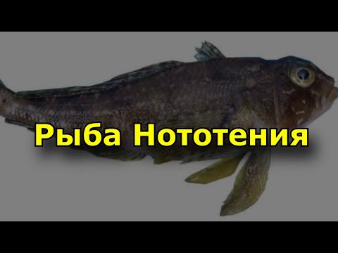 Рыба Нототения. Польза и использование