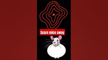 Thumbnail of Sounds to scare mice away 10. How to stop those scratching mouse noises. Repeat as needed