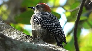 Red-crowned Woodpecker     Birds of Costa Rica