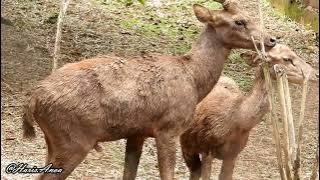 Timor deer (Rusa timorensis), mating season