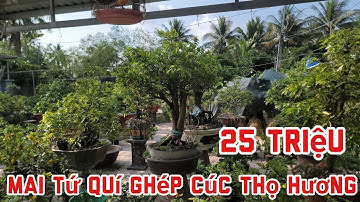 Mai Tứ Quí Ghép Cúc Thọ Hương 25 Triệu