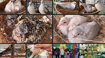 Successful Breeding Setup of All Mutations of Diamond Dove