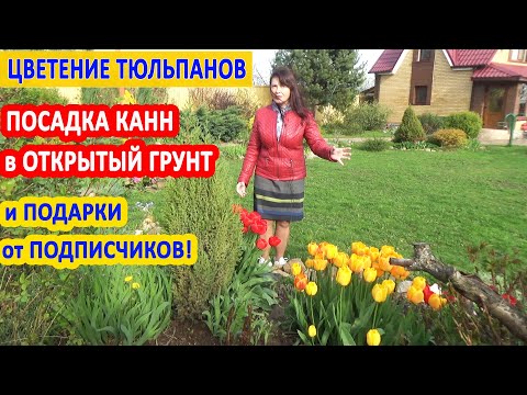 Как цветут мои ТЮЛЬПАНЫ в саду. Сажаю КАННЫ в грунт. ВЕСЕННИЙ ВЛОГ из сада.