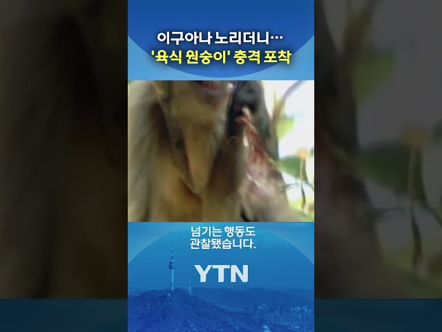 원숭아,,,무섭게 왜 그래 #shorts / YTN