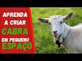 COMO CRIAR CABRA (EM PEQUENO ESPAÇO)