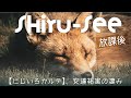 【にじいろカルテ〜安達祐実の凄み】シルシー放課後