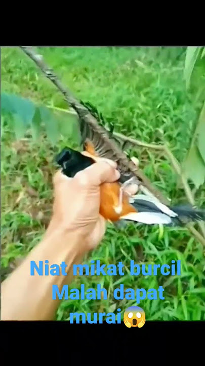 niat mikat burcil malah dapat murai😱#otw1ksubs #kicaumania #500subs #youtubeshorts #shorts