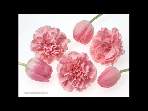 suara-walet-sungai-kalimantan-+-swallows-voice-youtube