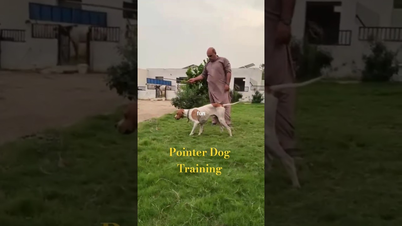 "Mastering the Point: Quick Tips for Training Your Pointer!" 