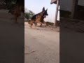 German shepherd dog running in slow motion || german shepherd 🔥||slow motion || my gsd || gsd oreo