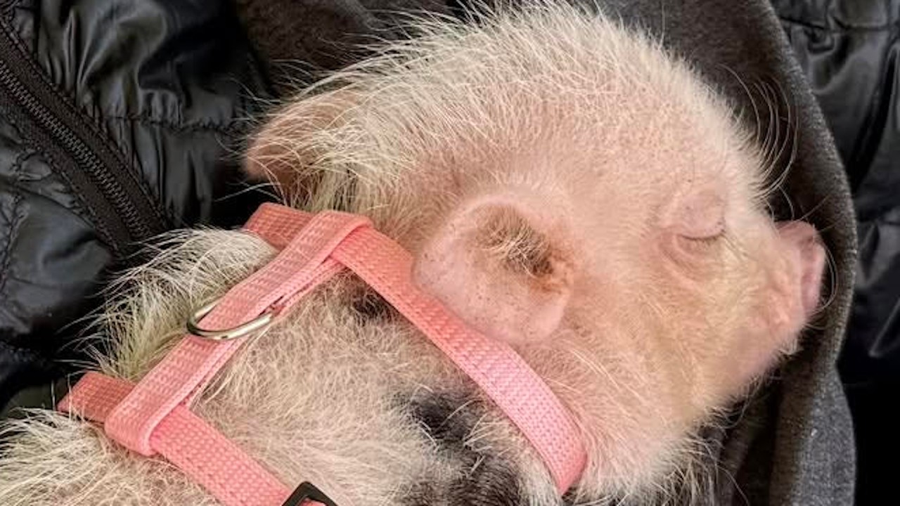 Woman discovers tiny piglet is way smarter than her dog