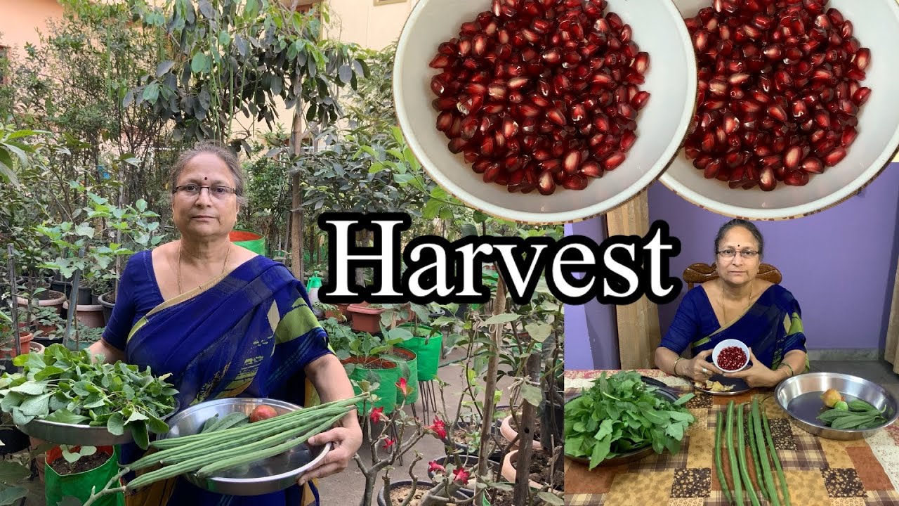 మన మిద్ది మీద కూరగాయలను కోసుకుందాం!