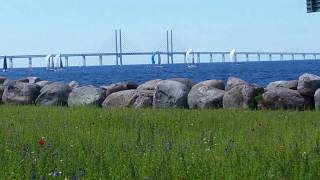 The meadow and the Öresund bridge