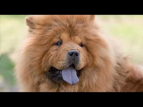 top-20-most-expensive-dogs-in-the-world