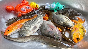 Kem Chanel đổ nước vào bể bơi và đi bắt các con vật thả vào: con cá, cá chép, cá vàng, con vịt.