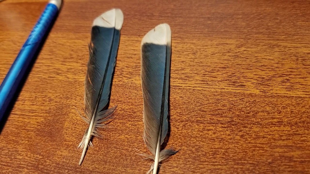 The Blue Jay Feather S Symbolism And Meaning The Full Guide