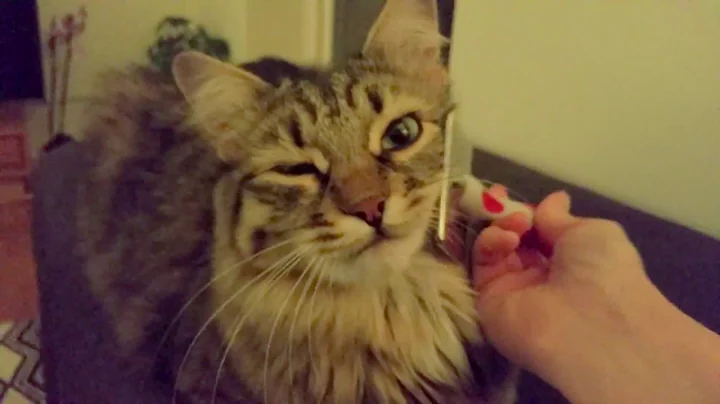 Video 11355121: siberian cats love, cat brush
