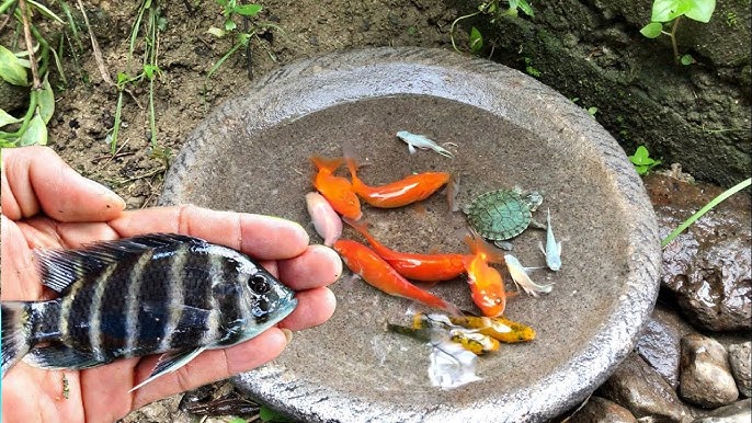 Clementoni - Avec ce riche coffret, votre enfant apprendra en quoi consiste  la biosphère et son fonctionnement de manière simple et amusante en  expérimentant le cycle naturel de l'eau. Cette expérience sera