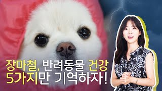 수의사가 알려주는 장마철, 강아지와 고양이 건강을 위한 5가지 관리방법 | 장마철 반려동물 주의사항