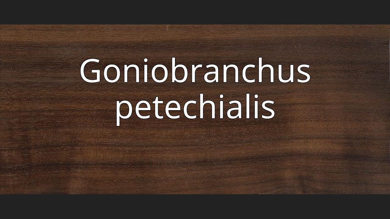 Goniobranchus petechialis
