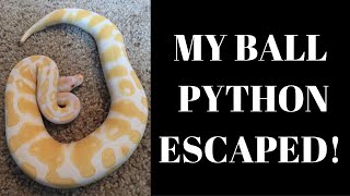 BALL PYTHON ESCAPE!