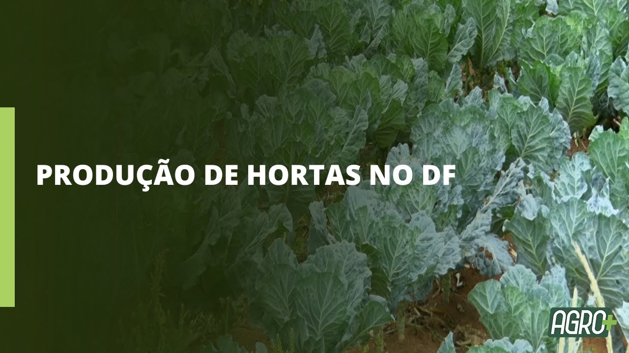 Senar dá assistência na produção de hortaliças