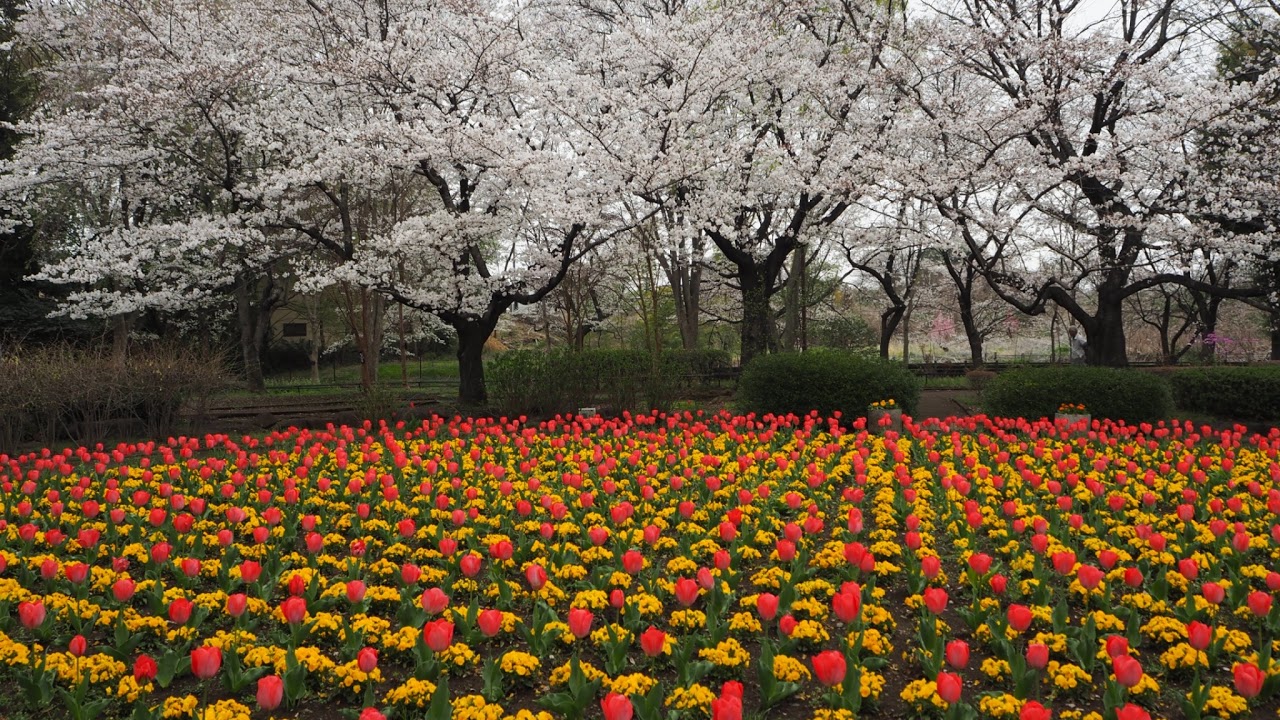 埼玉県さいたま市西区水判土ライブカメラ Saitama Nishiku Mizuhata Live Camera.world.cam