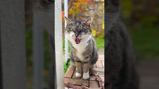 Funny Cats 😹 Episode 528 #Shorts