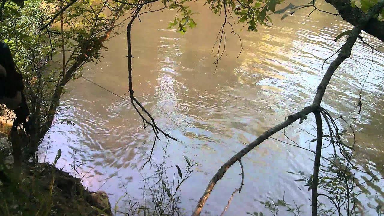 Youth Gator Hunt Texas 