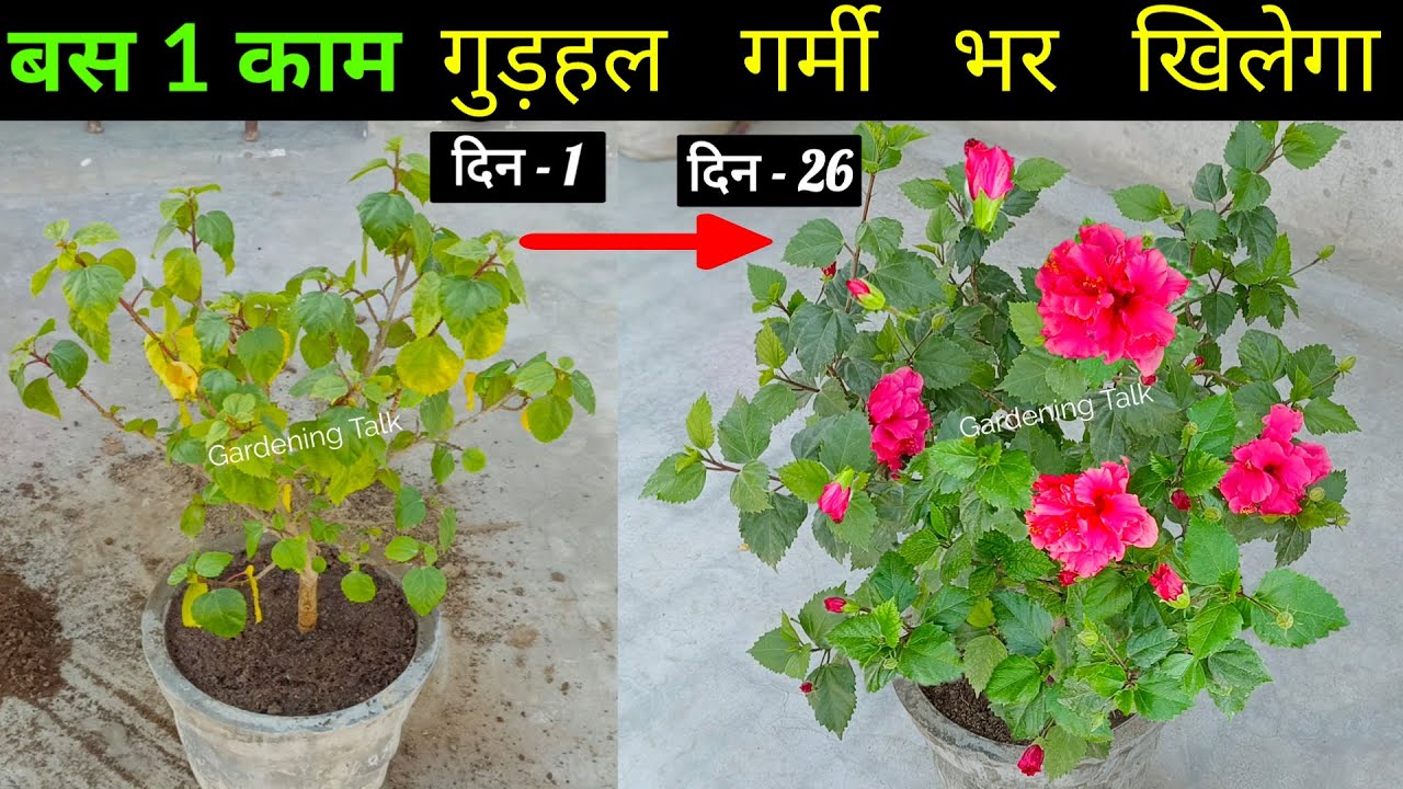 1 काम करो गुड़हल फिर हरा होगा फूल देगा | ग्रोथ रुकी फूल नहीं आ रहे? Hibiscus Plant Care Fertilizer