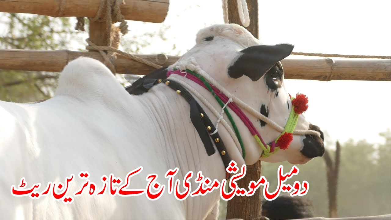Today Domail Mandi Fatehjang Rate’s update23-May2025-Part01Sunny Video Fateh Jang Cow Mandi 2025