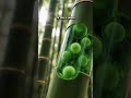 The 35-Inch Growing Plant You'll Never Believe!, #DidYouKnow #FunFacts #PlantMagic