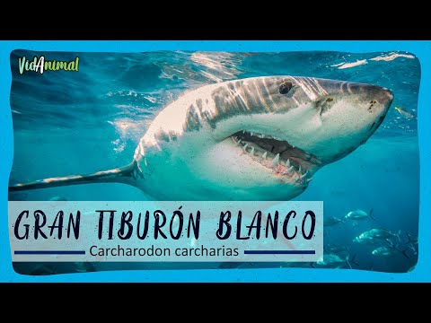 Video: Tiburón de alas largas del océano: descripción, características y hábitat