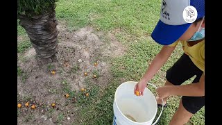 COSECHA DE YATAY EN FORMOSA CAPITAL.