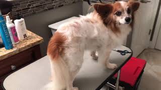 Papillon Grooming (Pet Clip)